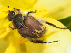 Hopliini