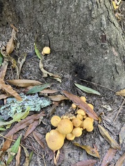 Gymnopilus subspectabilis