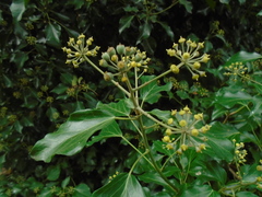 Hedera helix