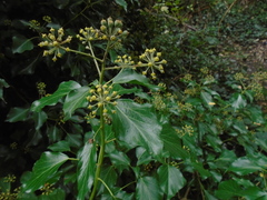 Hedera helix