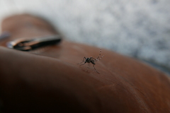 Aedes albopictus