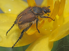 Hopliini