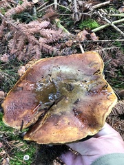 Neoboletus erythropus