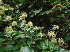 Hedera helix