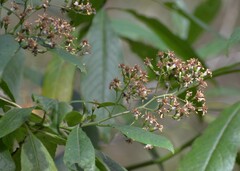 Dendrophorbium peregrinum