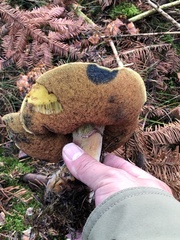 Neoboletus erythropus