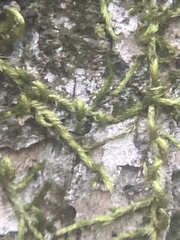 Homalothecium nuttallii