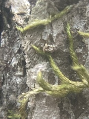 Homalothecium nuttallii