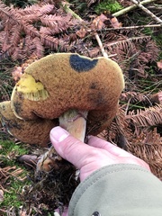 Neoboletus erythropus
