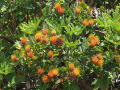Leucospermum mundii