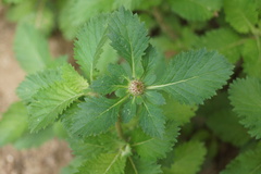 Centratherum punctatum