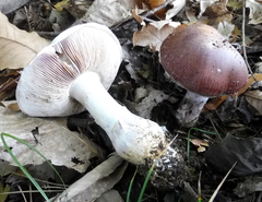 Cortinarius praestans