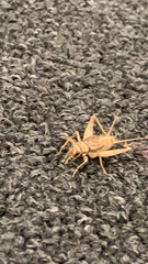 Gryllodes sigillatus