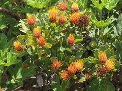 Leucospermum mundii