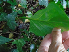 Arum italicum italicum