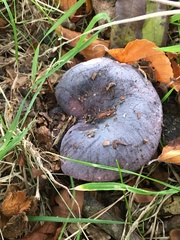 Cortinarius violaceus