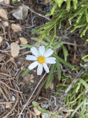 Melampodium leucanthum