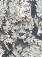 Heterodermia albicans