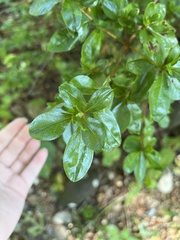 Rhododendron viscosum