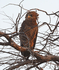 Terathopius ecaudatus
