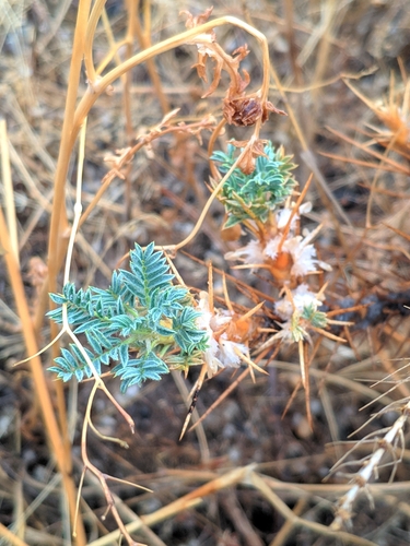Image of Astragalus microcephalus by (c) Denys Vynokurov, some rights reserved (CC BY)
