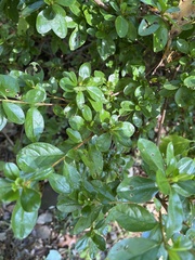 Rhododendron viscosum
