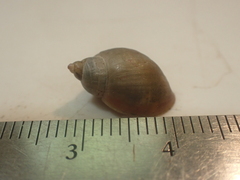 Ladislavella catascopium