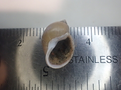 Ladislavella catascopium