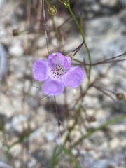Agalinis edwardsiana