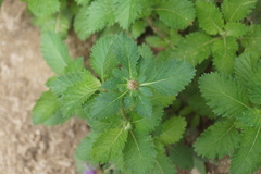 Centratherum punctatum