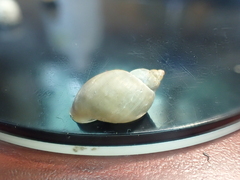 Ladislavella catascopium