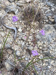 Agalinis edwardsiana