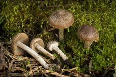 Psathyrella pennata