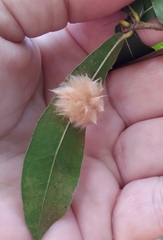 Neuroterus laurifoliae