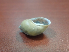 Ladislavella catascopium