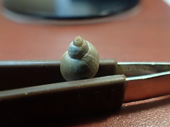 Ladislavella catascopium