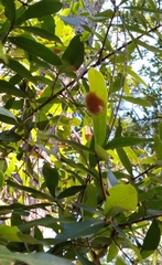 Neuroterus laurifoliae