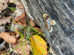 Reticularia