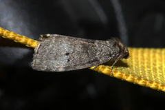 Ochropacha duplaris