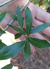 Neuroterus laurifoliae