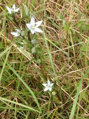 Lomatogonium rotatum