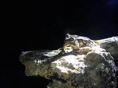 Sclerophrys camerunensis