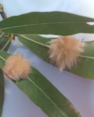 Neuroterus laurifoliae