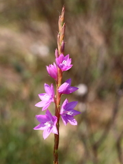 Watsonia marginata