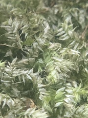 Brachytheciastrum velutinum