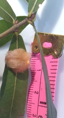 Neuroterus laurifoliae