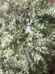Brachytheciastrum velutinum