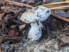 Leucoagaricus barssii