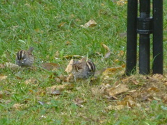 Zonotrichia albicollis