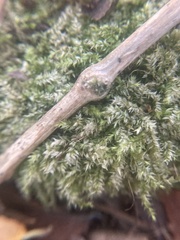 Brachytheciastrum velutinum